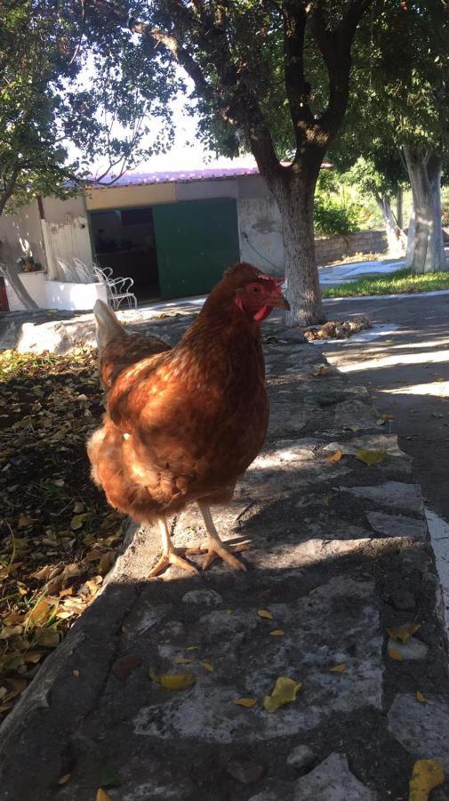 Hostel Αγρόκτημα Χελωναριά - Agroktima Chelonaria Chrani Zewnętrze zdjęcie